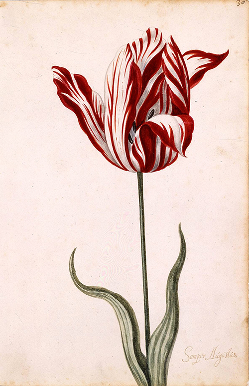 Tulipmania photo